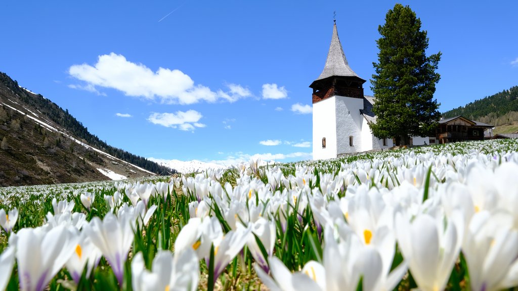 The mountain spring in Davos beckons with blossoming crocuses like here in Frauenkirch.
